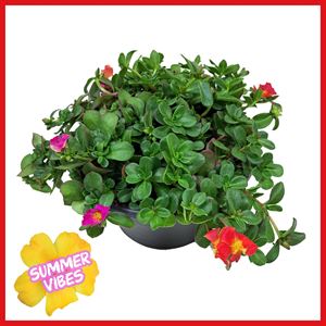 Bild von Portulaca schaal 23cm Mix